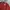 Uniqlo Casual T-shirt Pria Burgundy Red