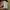 Champion Streetwear Casual Track jacket Pria brown photo 6