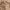 Luxury Wanita tan cream photo 4