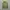 Champion Casual Sweatshirt Pria green photo 1