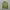 Champion Casual Sweatshirt Pria Green