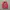 The North Face Luxury Casual Sweatshirt Pria pink photo 1