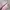 Puma Casual Sneakers Wanita pink photo 2