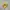 Onitsuka Tiger Casual Sneakers Pria yellow photo 1