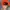 Reebok Vintage Streetwear Hat Pria orange photo 3