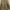 Champion Luxury Bomber jacket Pria tan photo 1