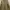 Champion Luxury Bomber Jacket Pria Tan