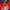Adidas Sportswear Jersey Pria red photo 3