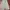Vintage Streetwear Pria green photo 1