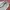 Vintage Streetwear Pria green photo 6