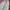 Vintage Streetwear Pria green photo 8