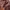 Compagno Pakaian Nasional Hoody Pria brown photo 6