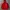 Patagonia Sportswear Puffer jacket Pria red photo 3