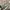 Converse Skater Casual Sneakers Pria green photo 1