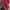 Y2K Lolita Mini skirt Wanita burgundy blue photo 3
