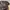 Y2K Goth Crop top Wanita brown black photo 5