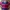 Polo Ralph Lauren Indie Casual Polo shirt Pria navy red photo 1