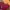 Nike Streetwear Sportswear Jersey Pria red photo 2