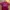 Nike Streetwear Sportswear Jersey Pria red photo 1