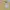 Love Bonito Coquette Casual Blouse Wanita yellow photo 4