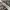 Champion Streetwear Sportswear Tracksuit Pria white black photo 8