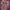 Affection Los Angeles Y2K Skater T-shirt Pria multicolor burgundy photo 4