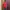 O'Neill Vintage Y2K T-shirt Pria red photo 2