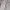 ZARA Streetwear Casual Casual pants Pria white cream photo 2