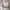 OLIVE des OLIVE Luxury Cardigan Wanita cream photo 4