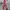 Japanese brand Vintage Streetwear Pria red photo 2