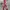 Japanese Brand Vintage Streetwear Pria Red