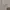 Minimalist Casual Culotte Wanita cream photo 4