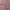 Fairy Coquette Gilet Wanita Multicolor Pink