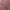 Fairy Coquette Gilet Wanita multicolor pink photo 4