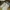 Adidas Luxury Casual Sneakers Pria Khaki Yellow