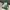 Puma Streetwear Casual Sneakers Pria green photo 4