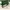 Puma Streetwear Casual Sneakers Pria green photo 8