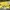 Onitsuka Tiger Casual Sneakers Pria yellow photo 1