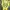 Onitsuka Tiger Casual Sneakers Pria Yellow