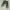 Adidas Streetwear Skater Sneakers Pria green white photo 1