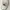 Adidas Sportswear Hat Pria white photo 2