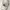 Adidas Sportswear Hat Pria White