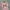 Gucci Vintage T-shirt Pria pink photo 2