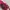 Nike Streetwear Sportswear Hat Pria burgundy red photo 5