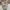 Levi's Casual Casual Pants Pria Cream