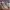 New Balance Futurist Sneakers Pria tan brown photo 1