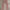 Guess Casual Legging Kids pink photo 1