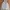Adidas Streetwear Windbreaker Pria white photo 3