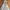 Adidas Streetwear Windbreaker Pria white photo 2