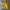 Giordano Y2K Hoody Pria yellow photo 1